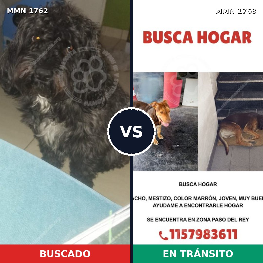 Comparativa MMS 39263: mascota perdida y mascota encontrada, 36% de similitud