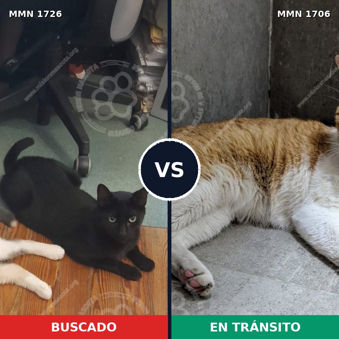 Comparativa MMS 39265: mascota perdida y mascota encontrada, 47% de similitud