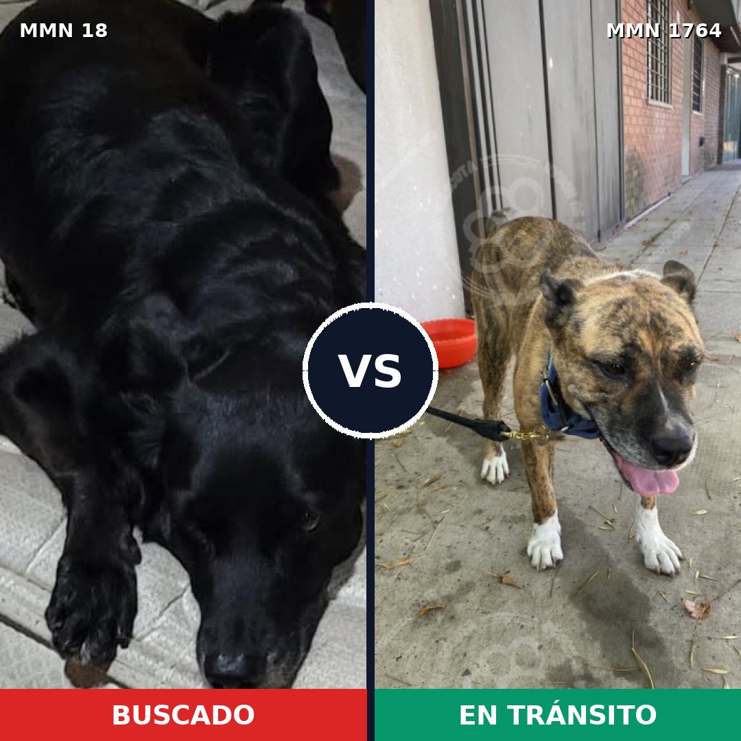 Comparativa MMS 39266: mascota perdida y mascota encontrada, 76% de similitud