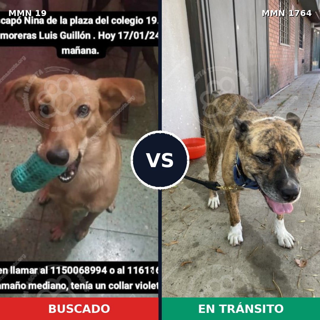 Comparativa MMS 39267: mascota perdida y mascota encontrada, 57% de similitud