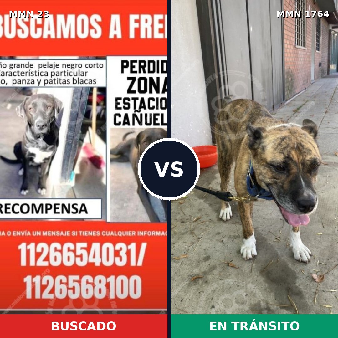 Comparativa MMS 39268: mascota perdida y mascota encontrada, 76% de similitud