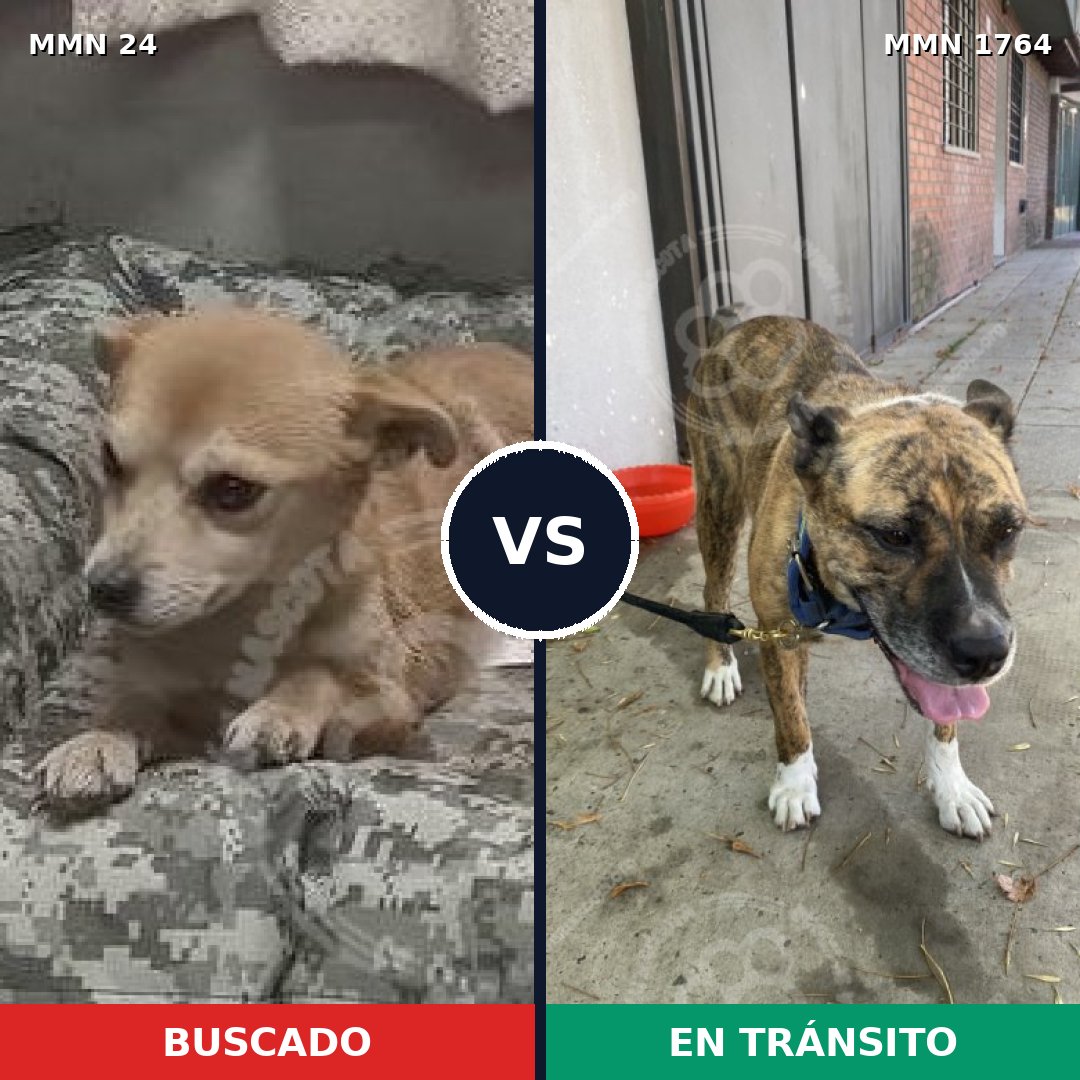 Comparativa MMS 39269: mascota perdida y mascota encontrada, 49% de similitud