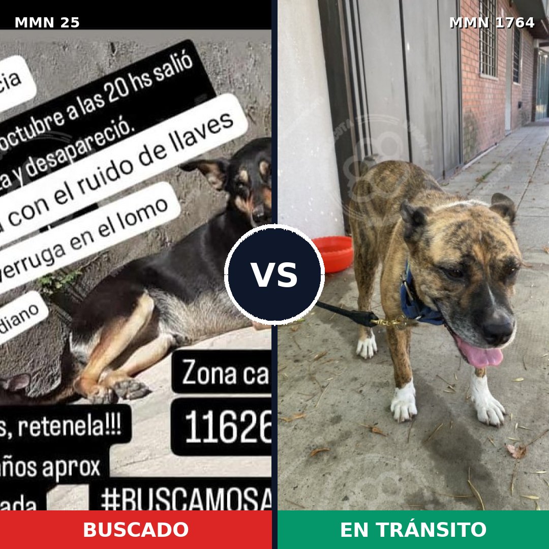 Comparativa MMS 39270: mascota perdida y mascota encontrada, 57% de similitud