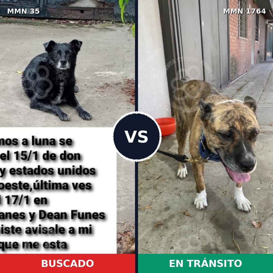 Comparativa MMS 39271: mascota perdida y mascota encontrada, 74% de similitud