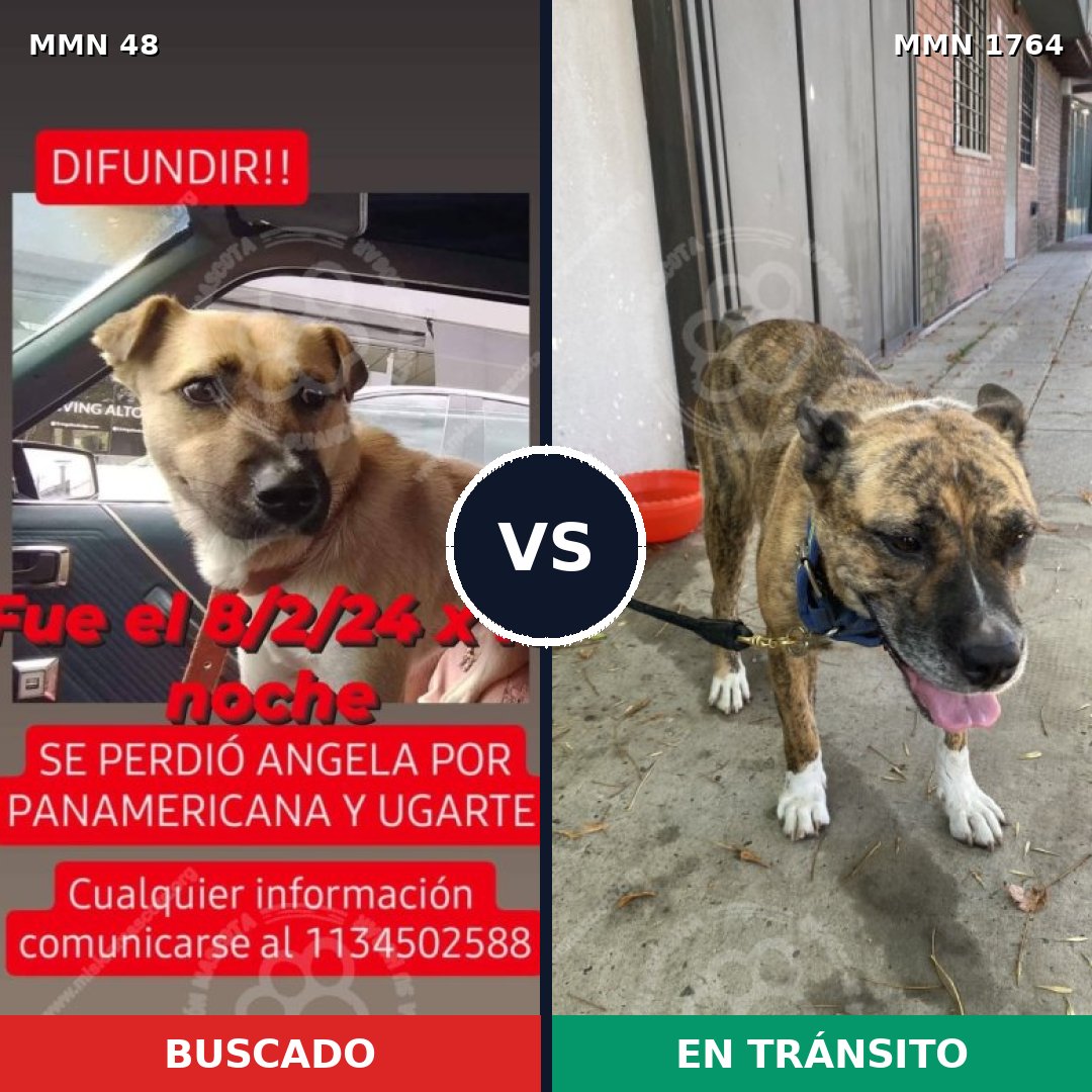 Comparativa MMS 39273: mascota perdida y mascota encontrada, 65% de similitud