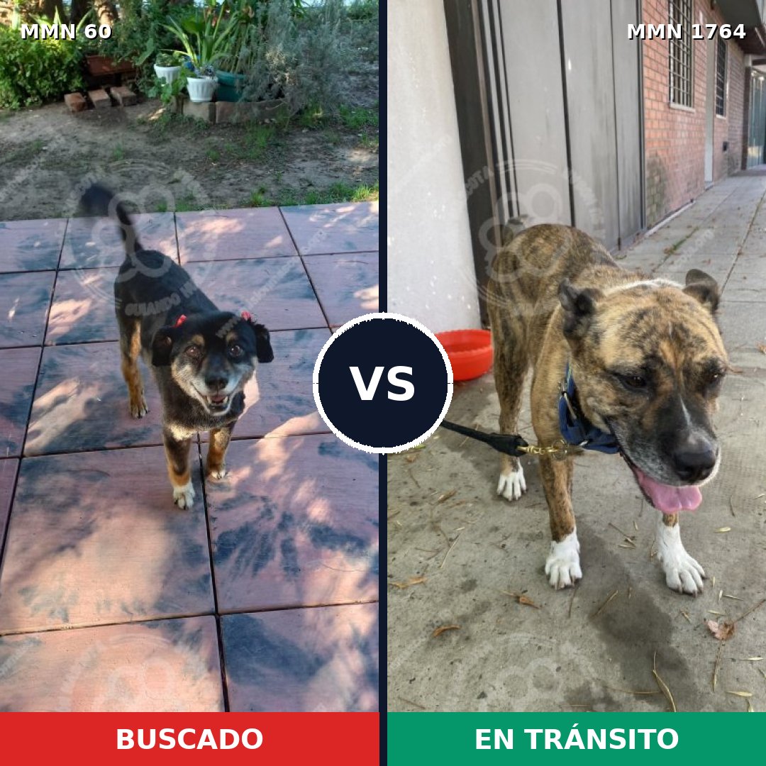 Comparativa MMS 39274: mascota perdida y mascota encontrada, 65% de similitud