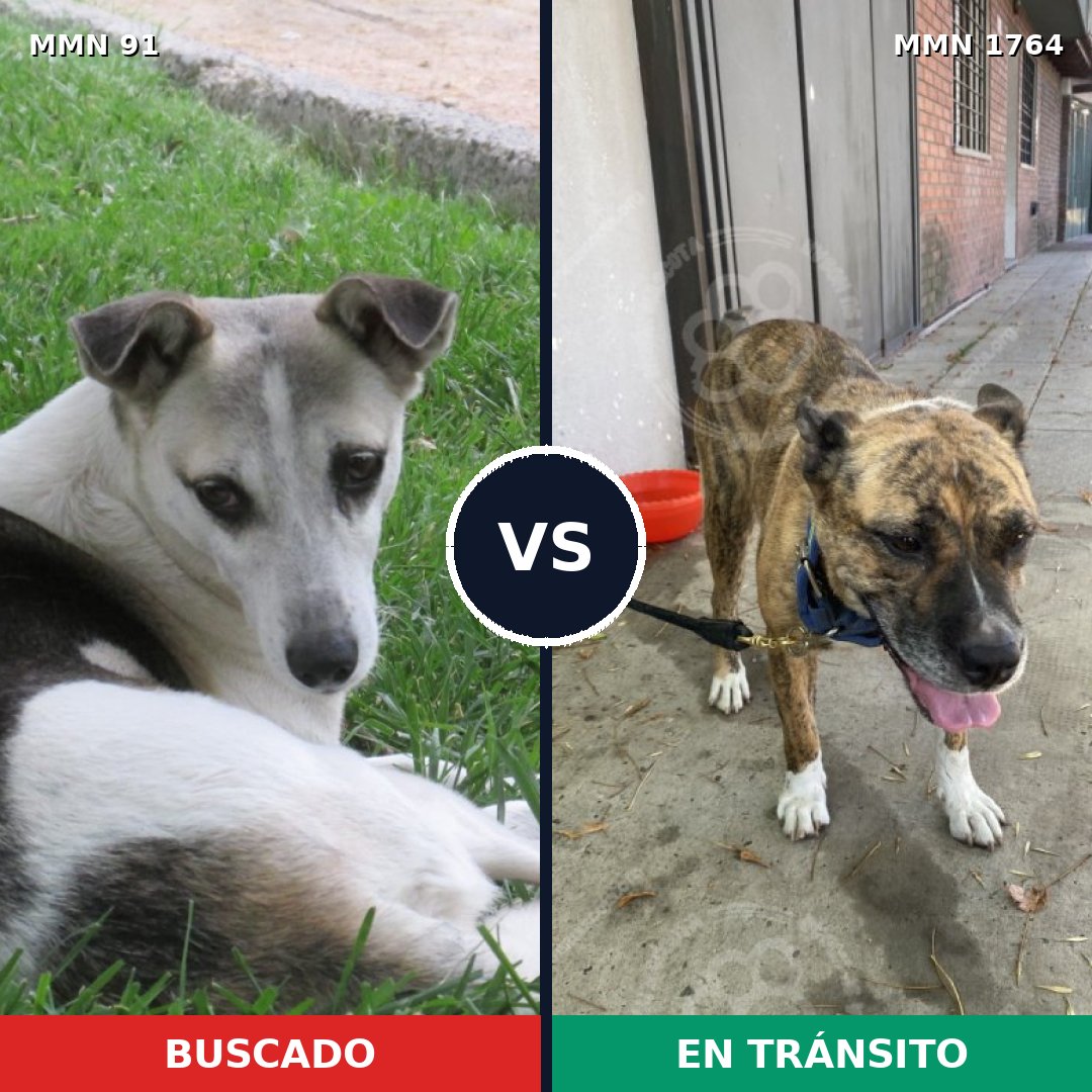 Comparativa MMS 39276: mascota perdida y mascota encontrada, 64% de similitud