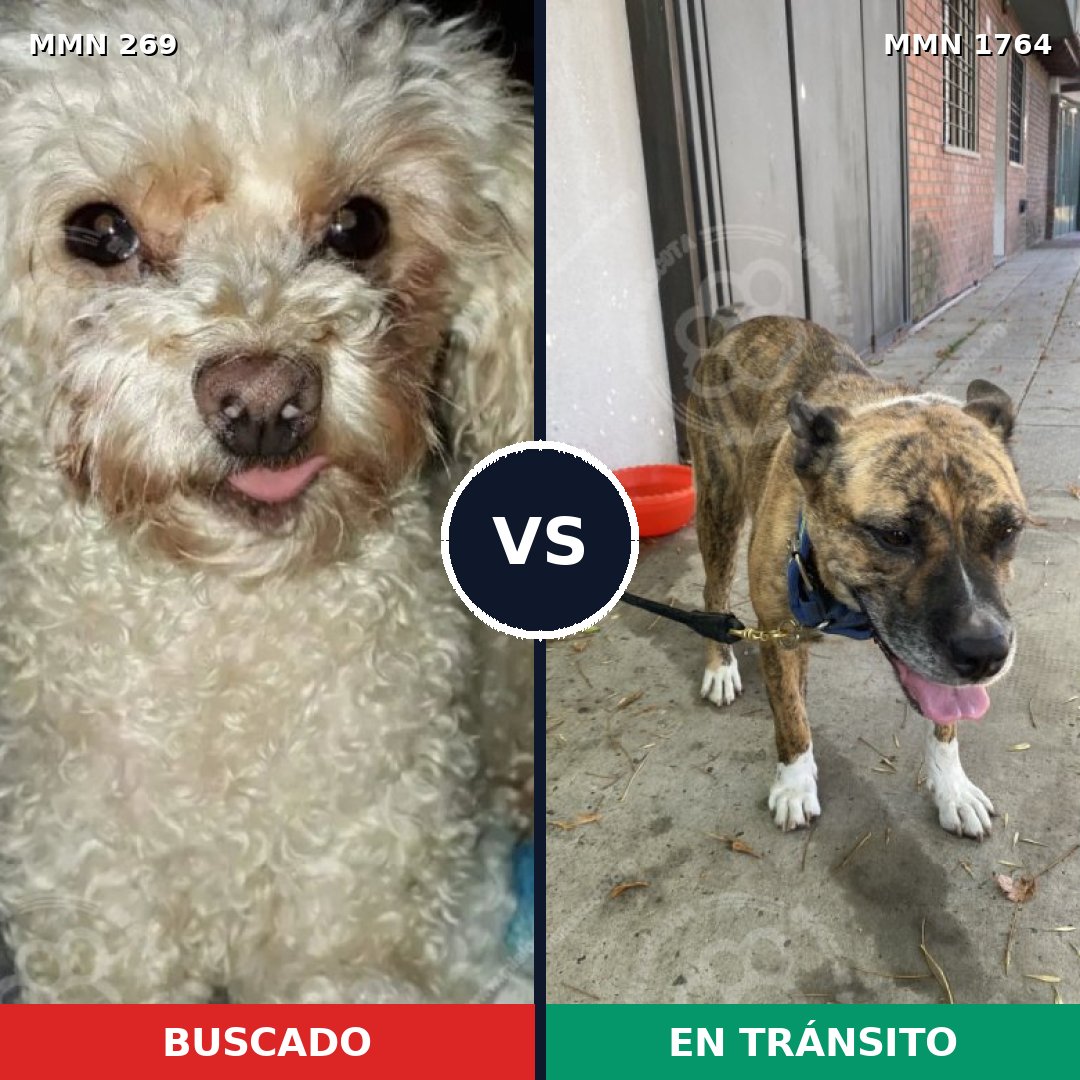 Comparativa MMS 39278: mascota perdida y mascota encontrada, 27% de similitud