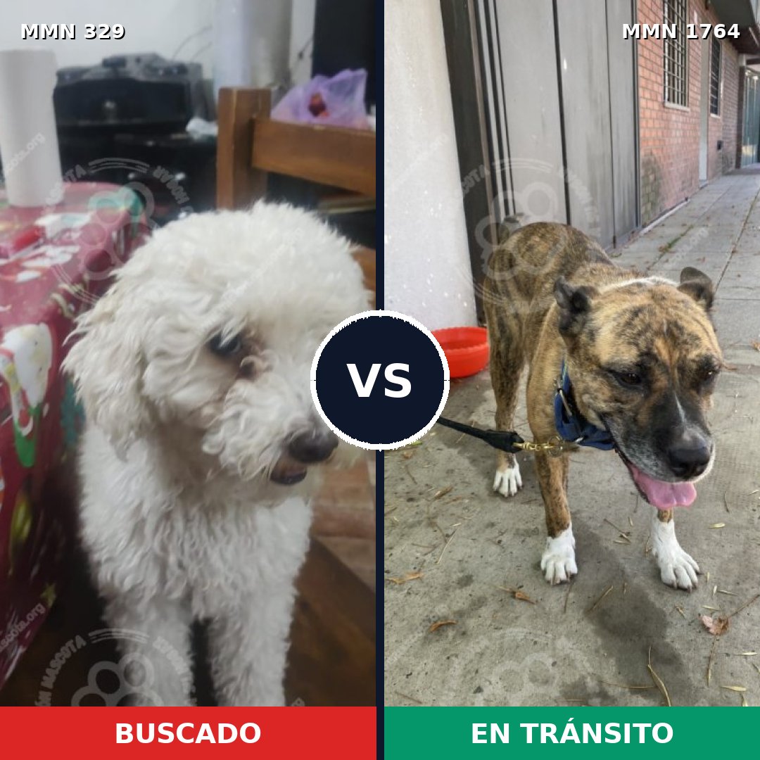 Comparativa MMS 39279: mascota perdida y mascota encontrada, 26% de similitud