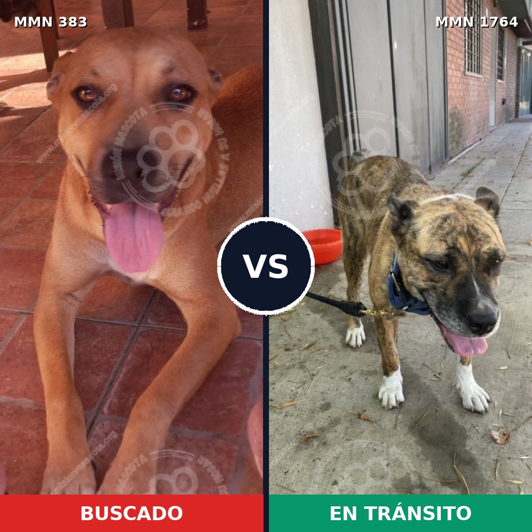 Comparativa MMS 39280: mascota perdida y mascota encontrada, 44% de similitud
