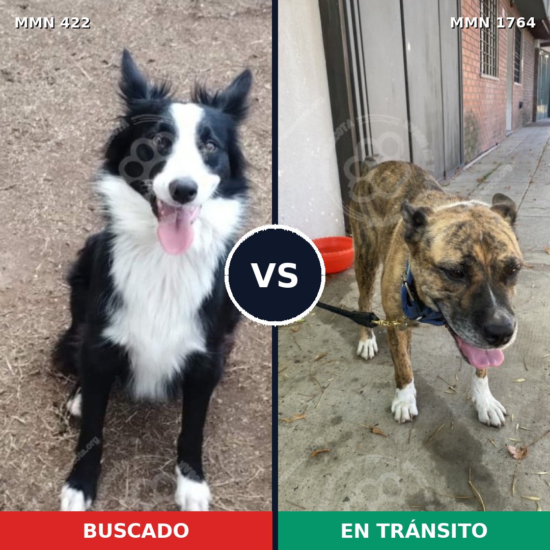 Comparativa MMS 39282: mascota perdida y mascota encontrada, 40% de similitud