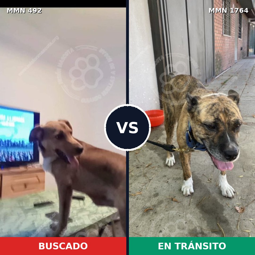 Comparativa MMS 39283: mascota perdida y mascota encontrada, 78% de similitud