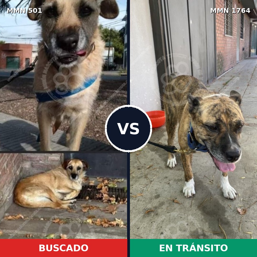 Comparativa MMS 39284: mascota perdida y mascota encontrada, 64% de similitud