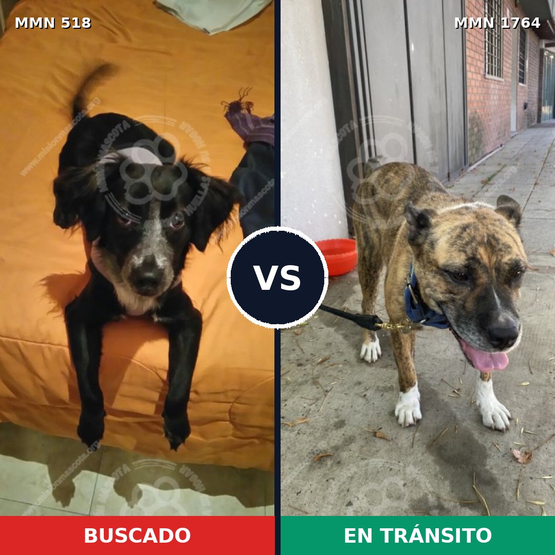 Comparativa MMS 39285: mascota perdida y mascota encontrada, 57% de similitud