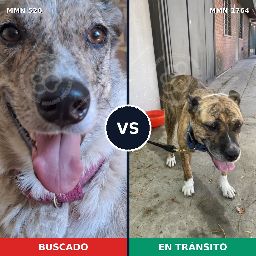 Comparativa MMS 39286: mascota perdida y mascota encontrada, 46% de similitud