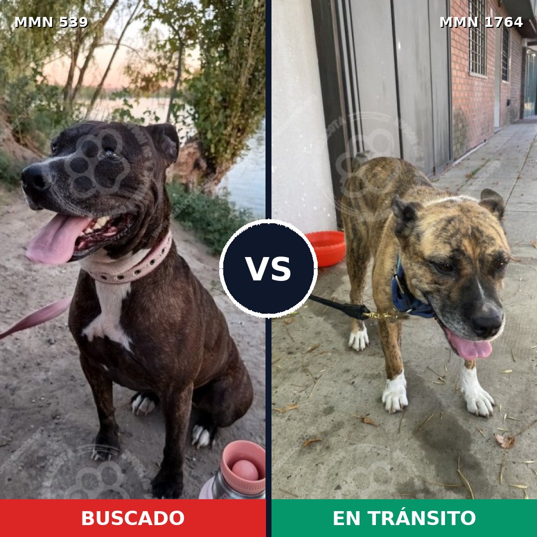 Comparativa MMS 39287: mascota perdida y mascota encontrada, 32% de similitud