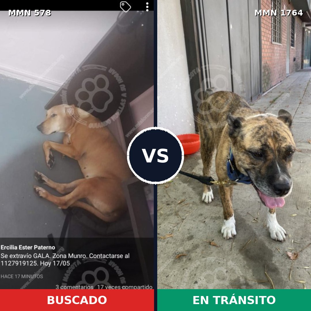 Comparativa MMS 39289: mascota perdida y mascota encontrada, 78% de similitud