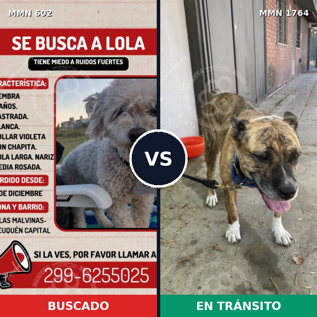 Comparativa MMS 39291: mascota perdida y mascota encontrada, 23% de similitud