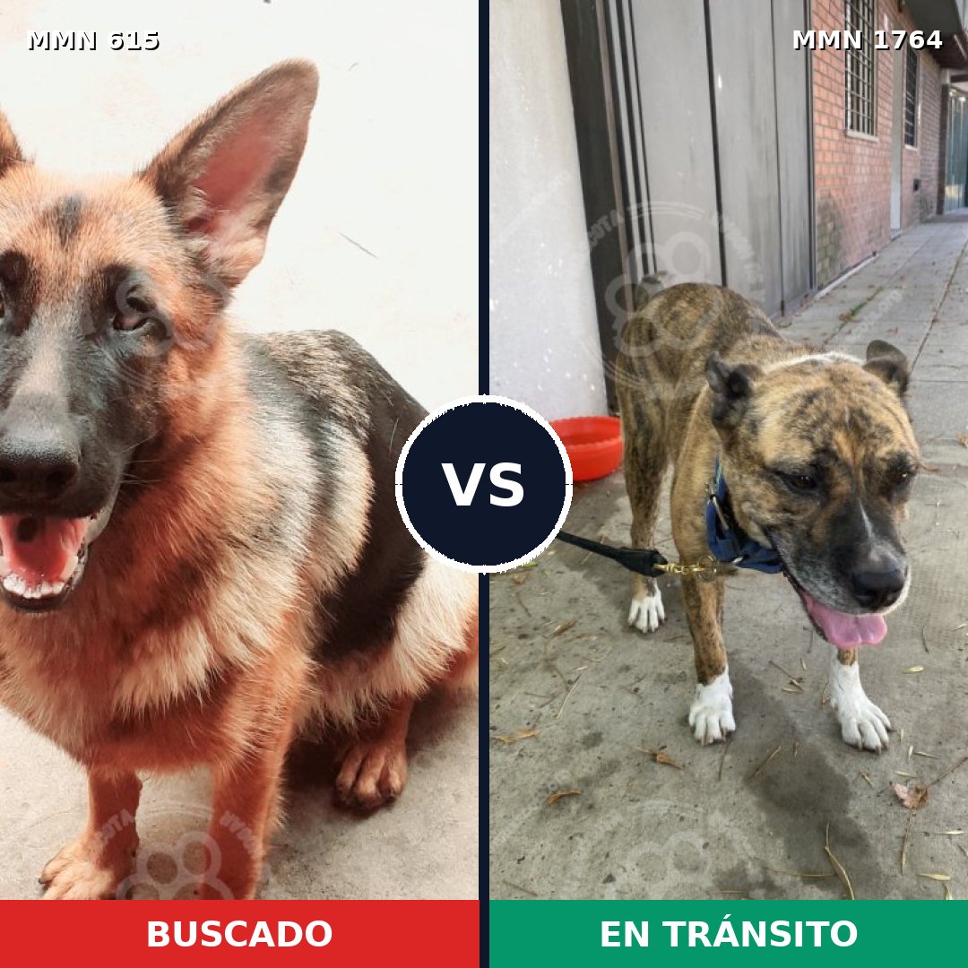 Comparativa MMS 39293: mascota perdida y mascota encontrada, 46% de similitud