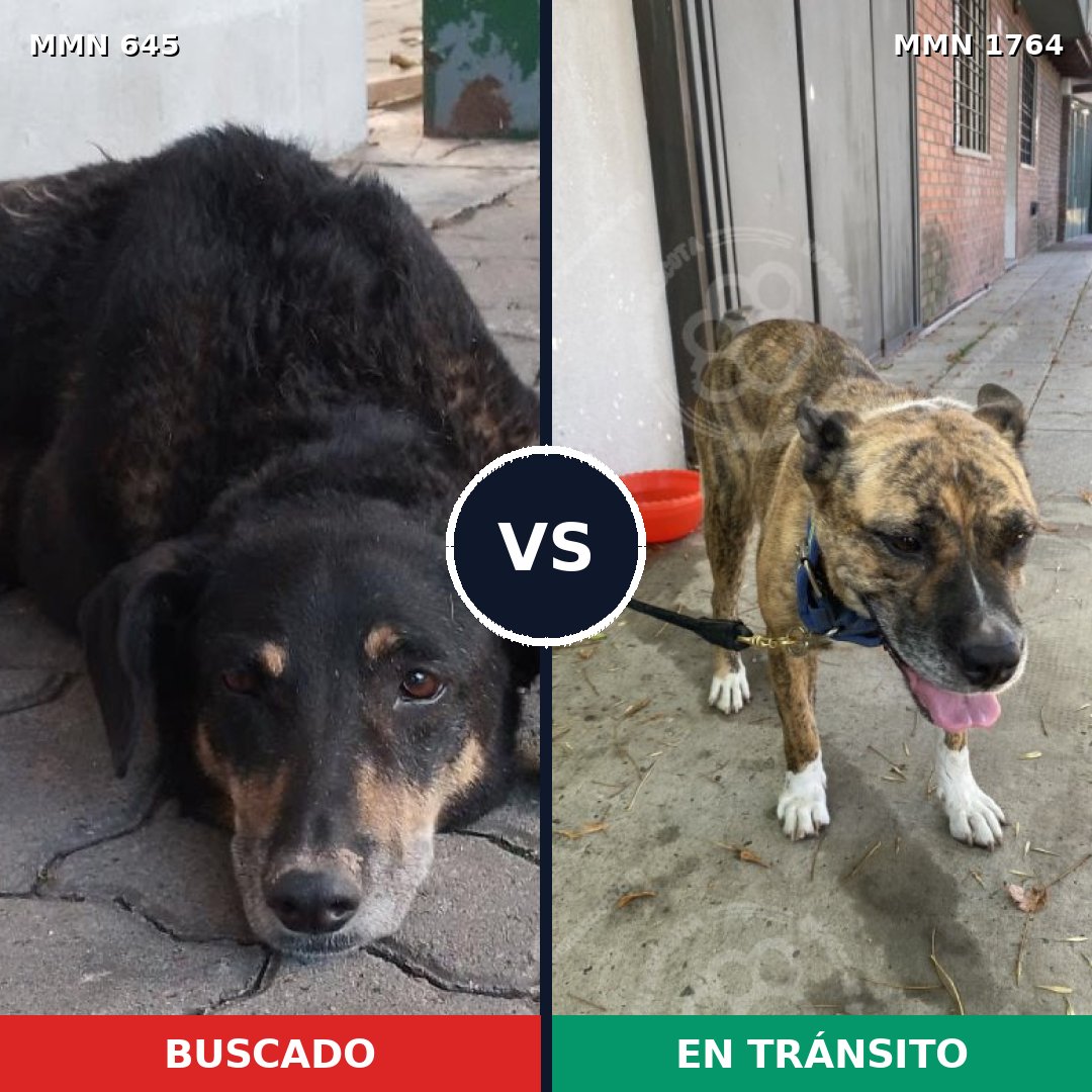 Comparativa MMS 39295: mascota perdida y mascota encontrada, 74% de similitud