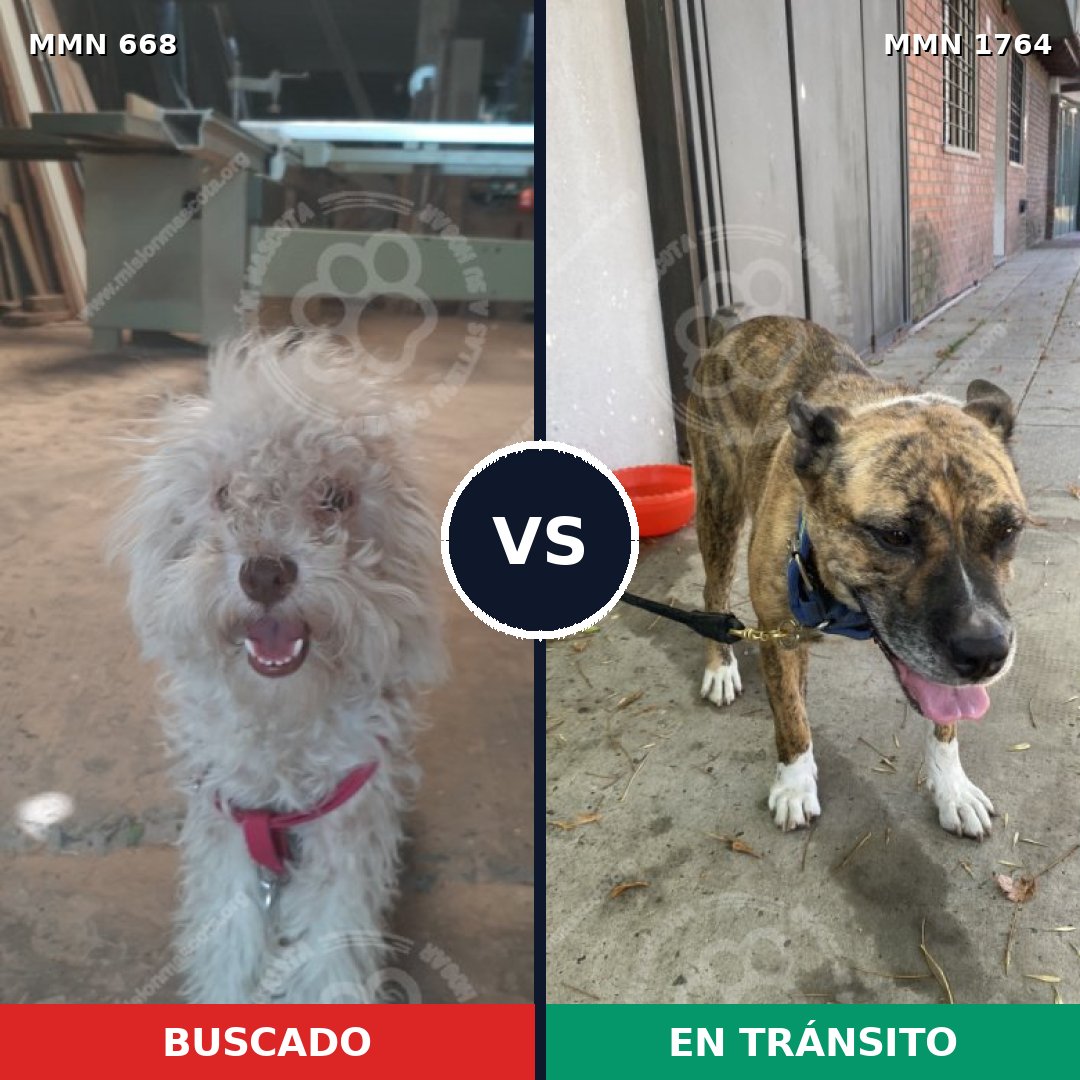 Comparativa MMS 39296: mascota perdida y mascota encontrada, 38% de similitud