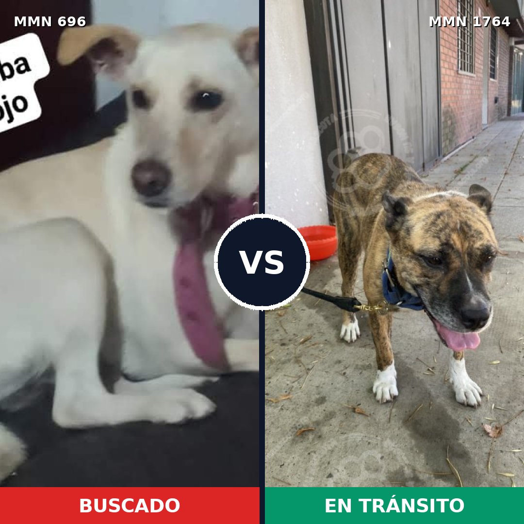Comparativa MMS 39297: mascota perdida y mascota encontrada, 41% de similitud