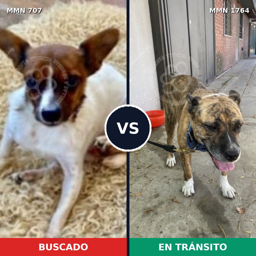 Comparativa MMS 39298: mascota perdida y mascota encontrada, 23% de similitud