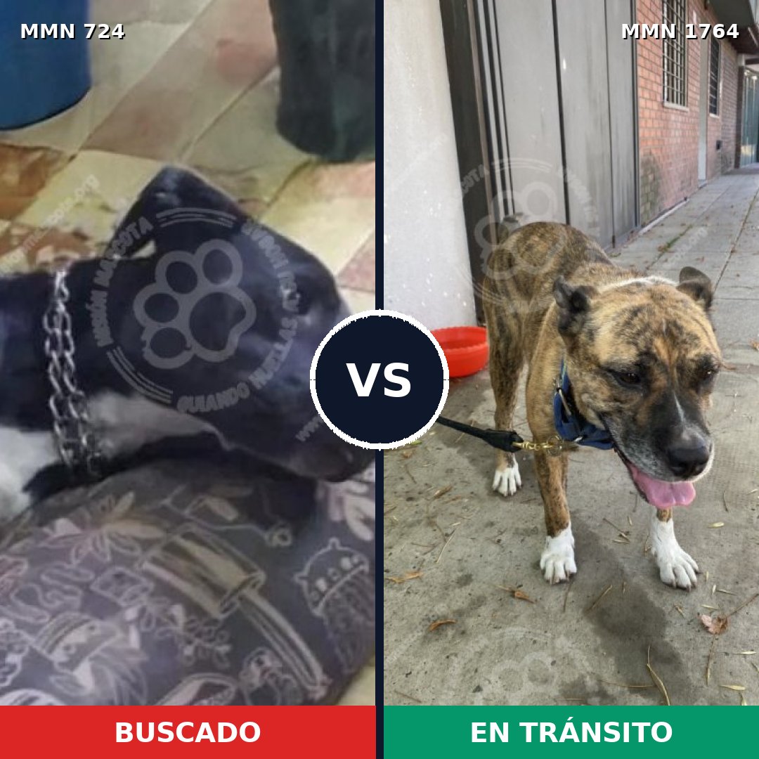 Comparativa MMS 39299: mascota perdida y mascota encontrada, 73% de similitud