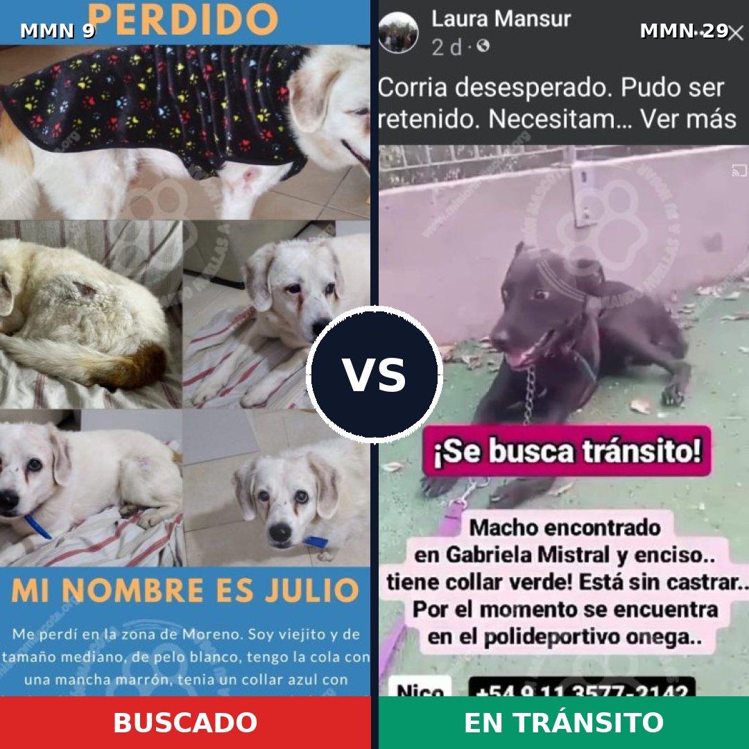 Comparativa MMS 393: mascota perdida y mascota encontrada, 57% de similitud