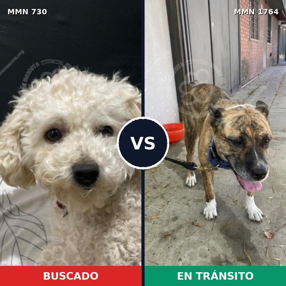 Comparativa MMS 39300: mascota perdida y mascota encontrada, 33% de similitud