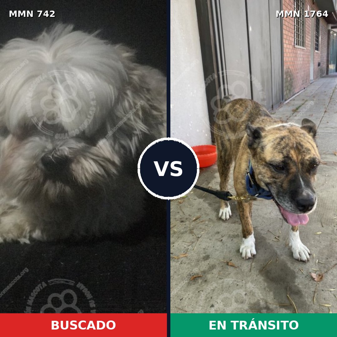 Comparativa MMS 39301: mascota perdida y mascota encontrada, 25% de similitud