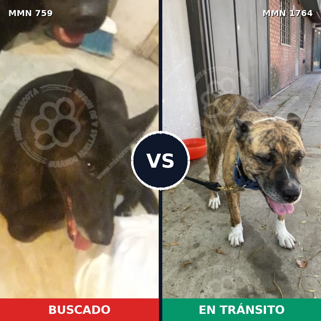 Comparativa MMS 39302: mascota perdida y mascota encontrada, 37% de similitud