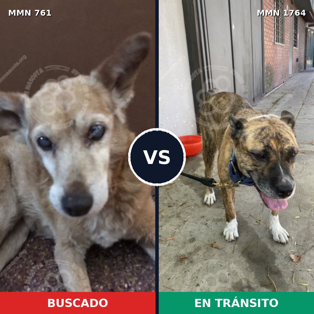 Comparativa MMS 39303: mascota perdida y mascota encontrada, 63% de similitud