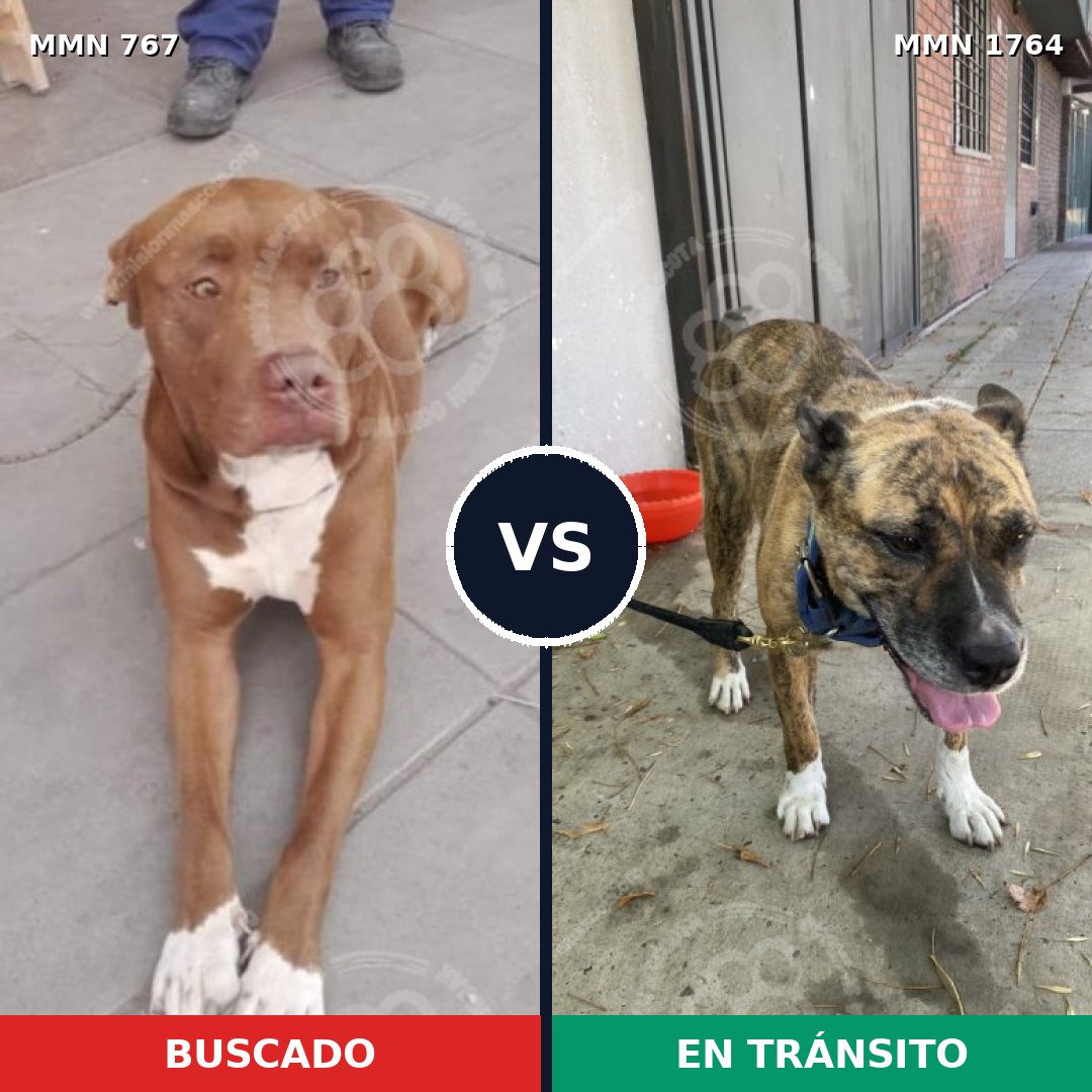 Comparativa MMS 39304: mascota perdida y mascota encontrada, 36% de similitud