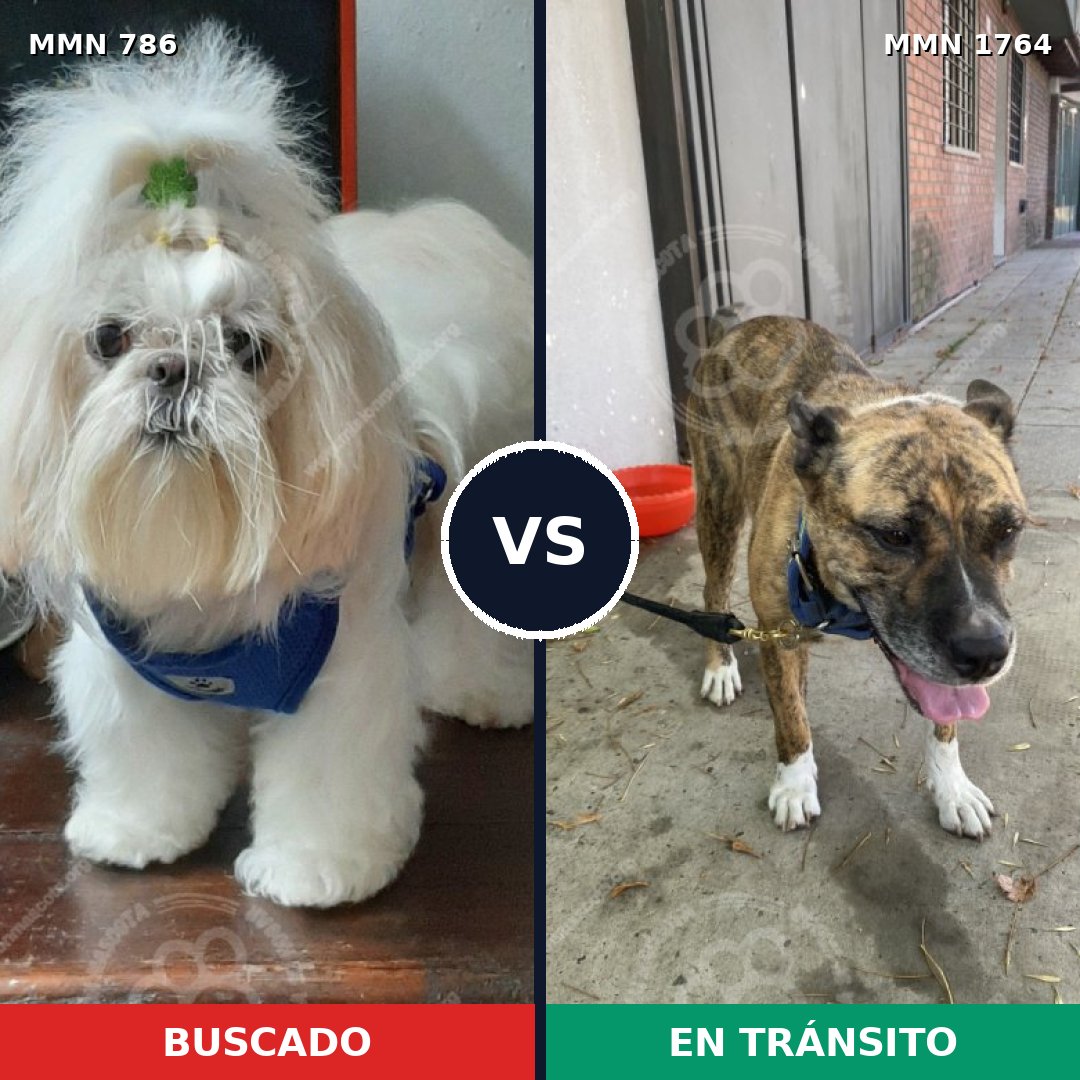Comparativa MMS 39305: mascota perdida y mascota encontrada, 26% de similitud