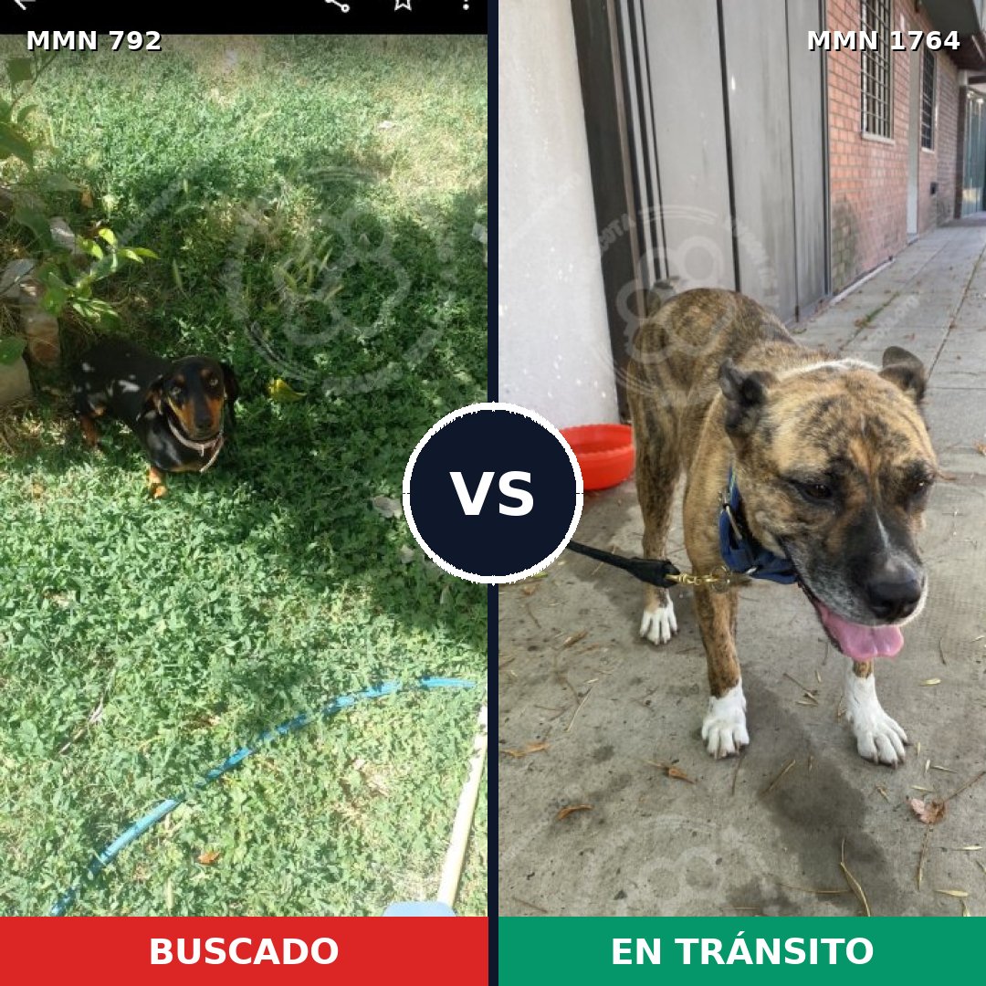 Comparativa MMS 39306: mascota perdida y mascota encontrada, 22% de similitud