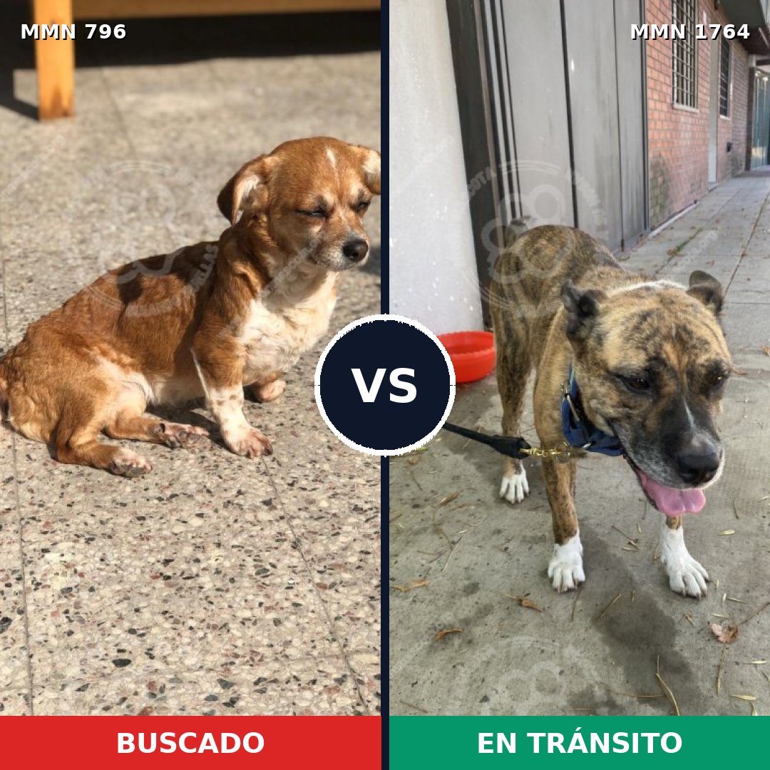 Comparativa MMS 39307: mascota perdida y mascota encontrada, 48% de similitud