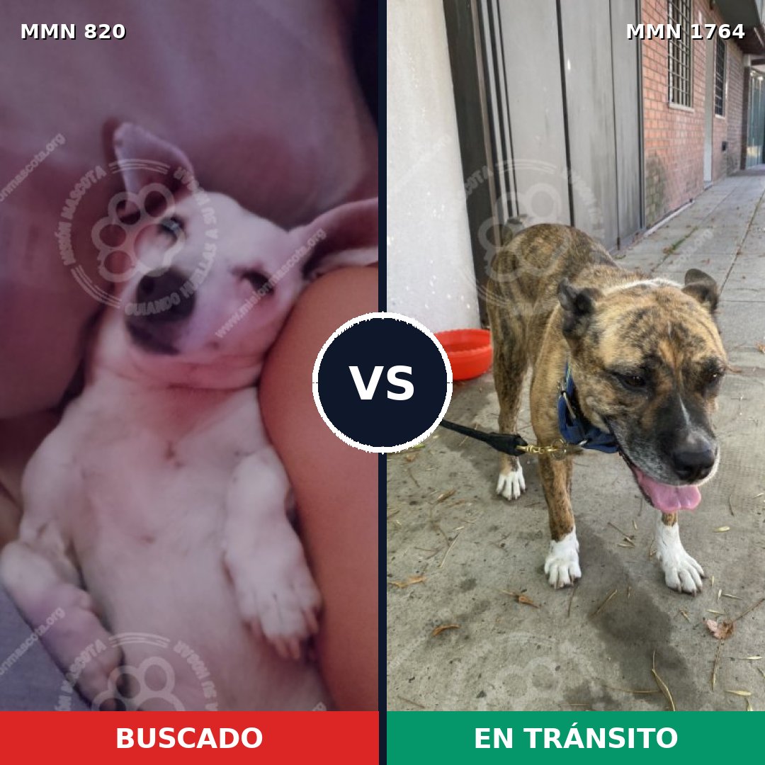 Comparativa MMS 39310: mascota perdida y mascota encontrada, 24% de similitud