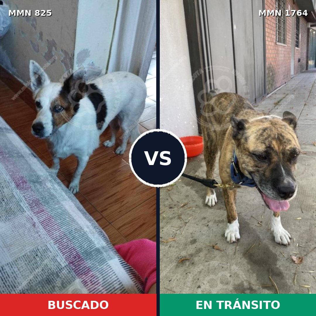 Comparativa MMS 39312: mascota perdida y mascota encontrada, 60% de similitud