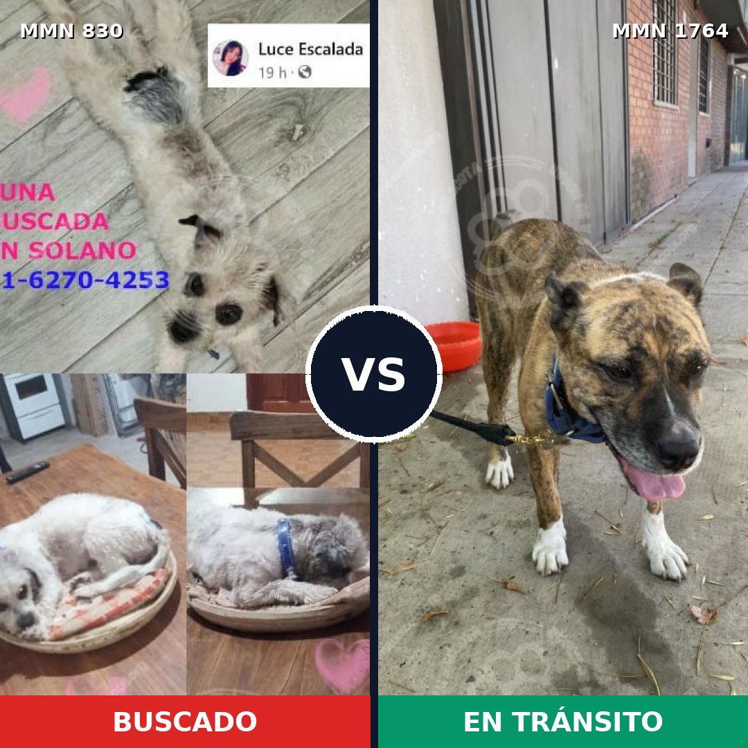Comparativa MMS 39313: mascota perdida y mascota encontrada, 32% de similitud
