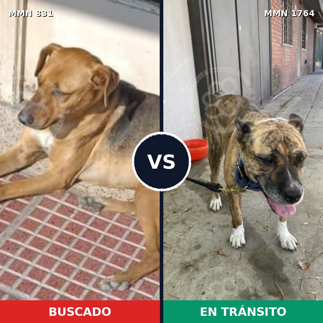 Comparativa MMS 39314: mascota perdida y mascota encontrada, 60% de similitud