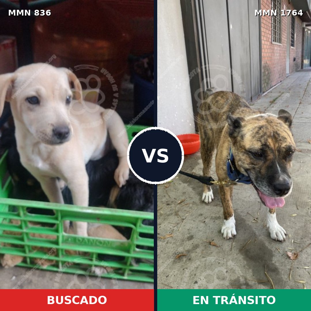 Comparativa MMS 39315: mascota perdida y mascota encontrada, 34% de similitud