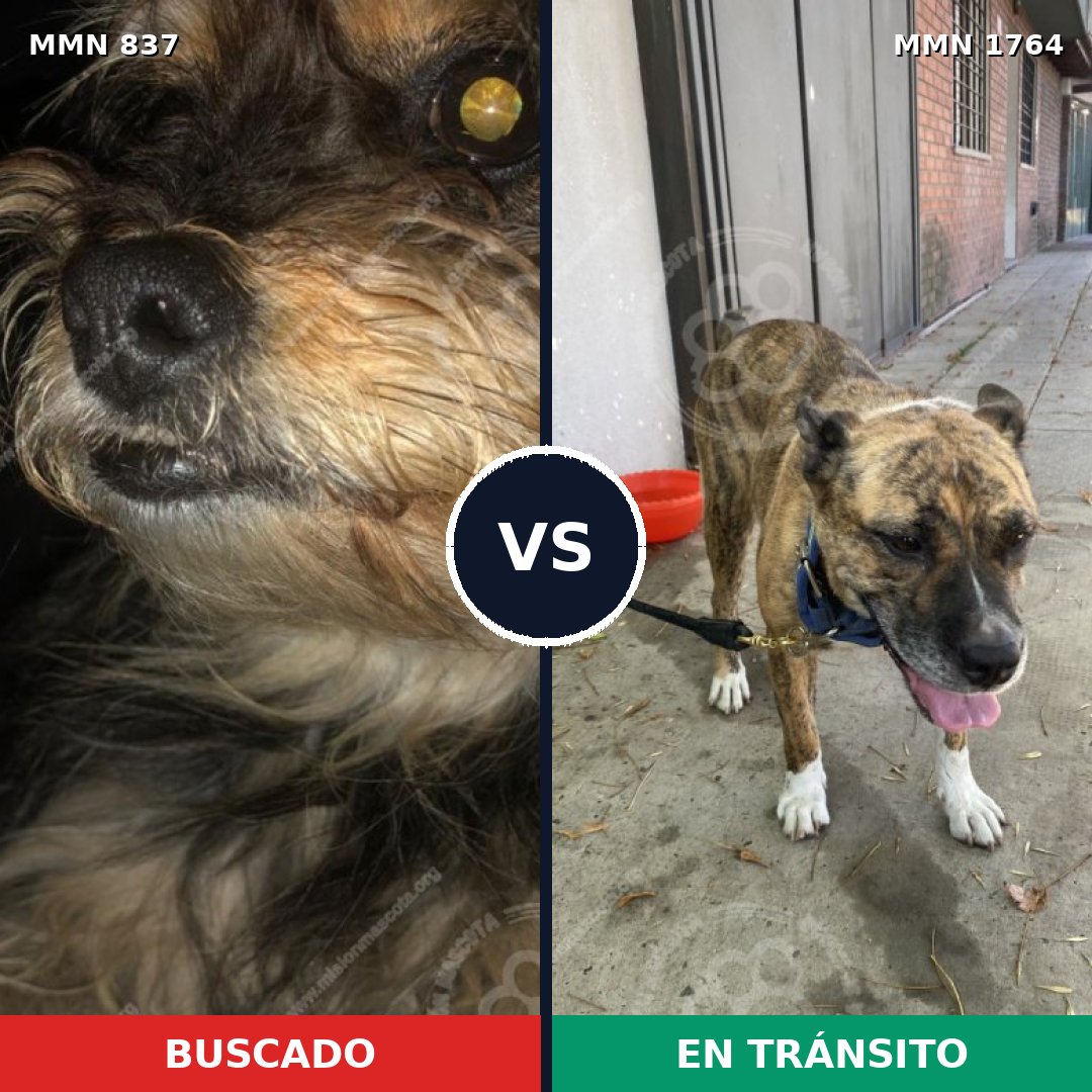 Comparativa MMS 39316: mascota perdida y mascota encontrada, 28% de similitud