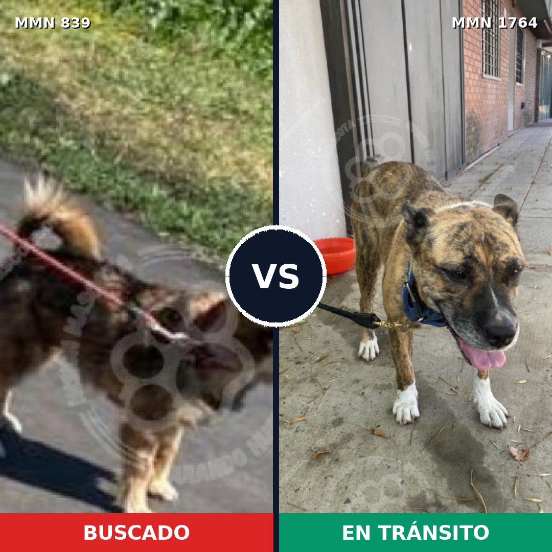 Comparativa MMS 39317: mascota perdida y mascota encontrada, 47% de similitud