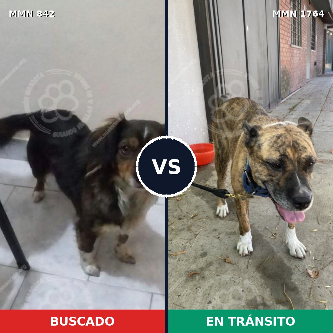 Comparativa MMS 39319: mascota perdida y mascota encontrada, 48% de similitud