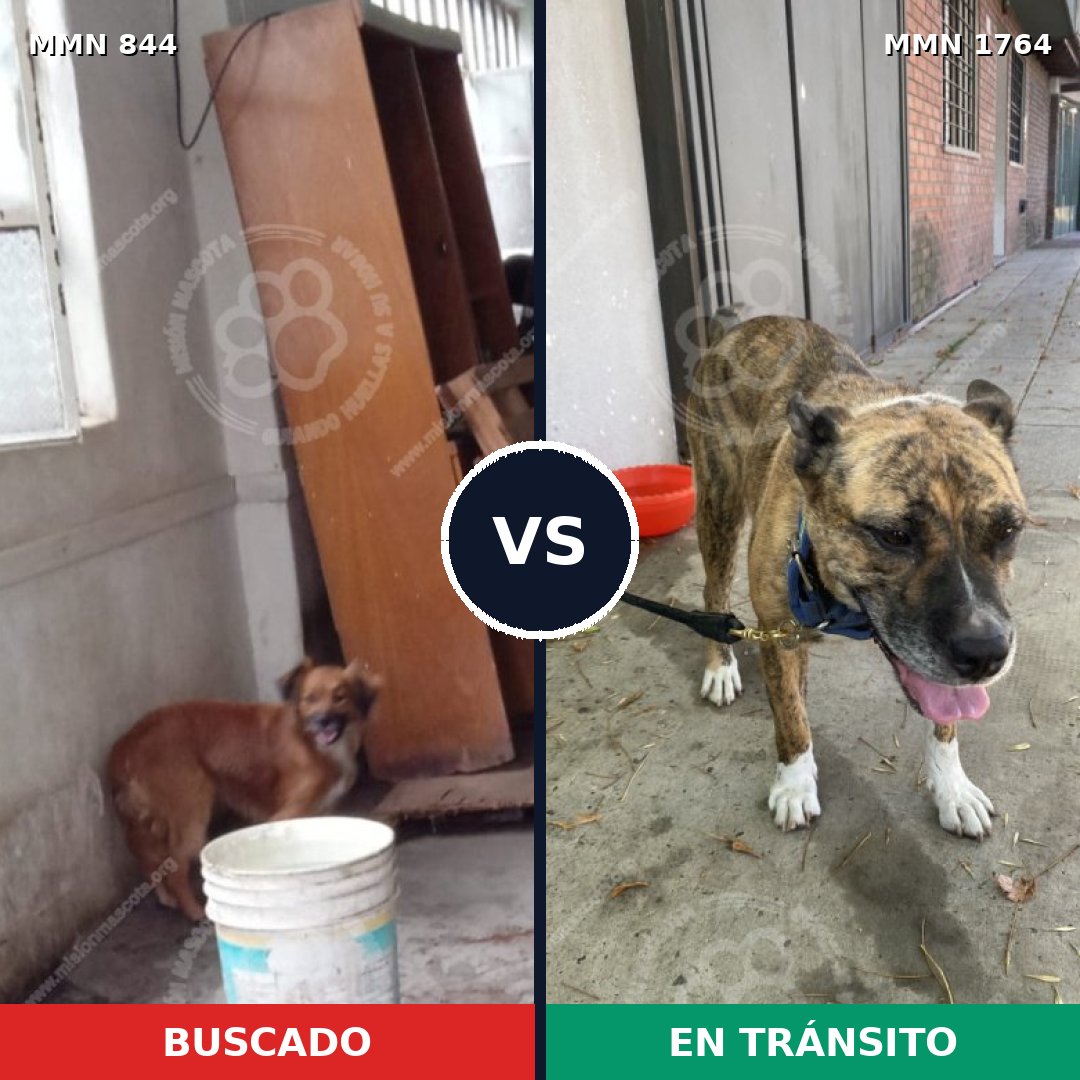 Comparativa MMS 39320: mascota perdida y mascota encontrada, 63% de similitud