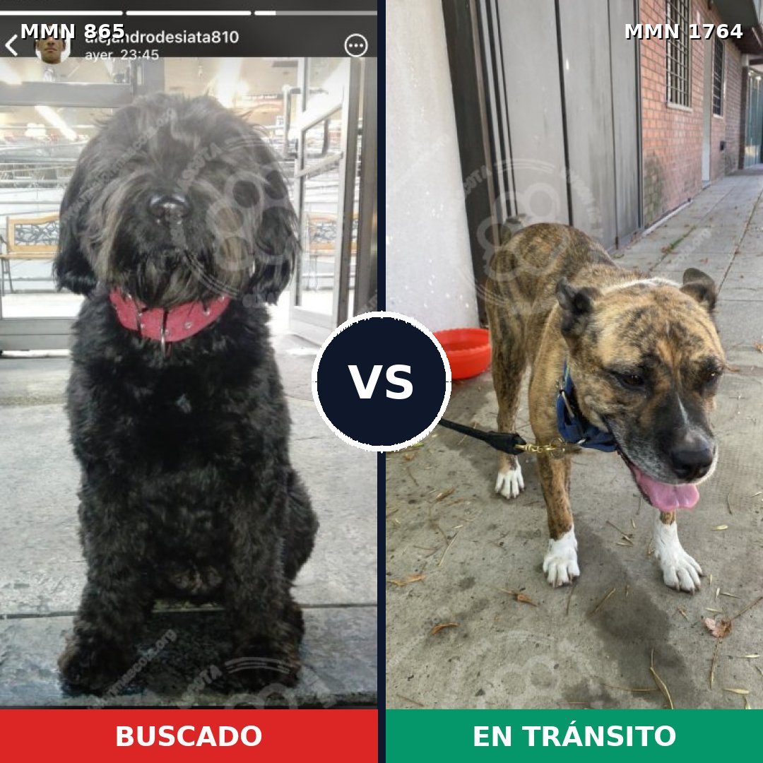 Comparativa MMS 39323: mascota perdida y mascota encontrada, 37% de similitud