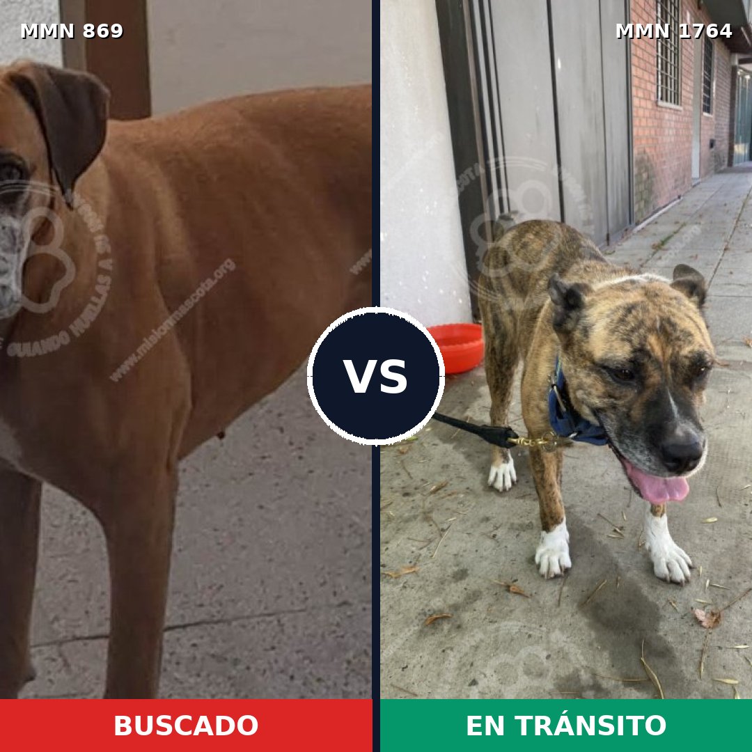 Comparativa MMS 39324: mascota perdida y mascota encontrada, 42% de similitud