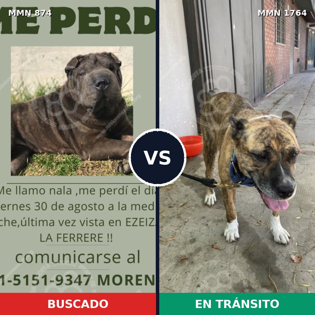Comparativa MMS 39325: mascota perdida y mascota encontrada, 37% de similitud