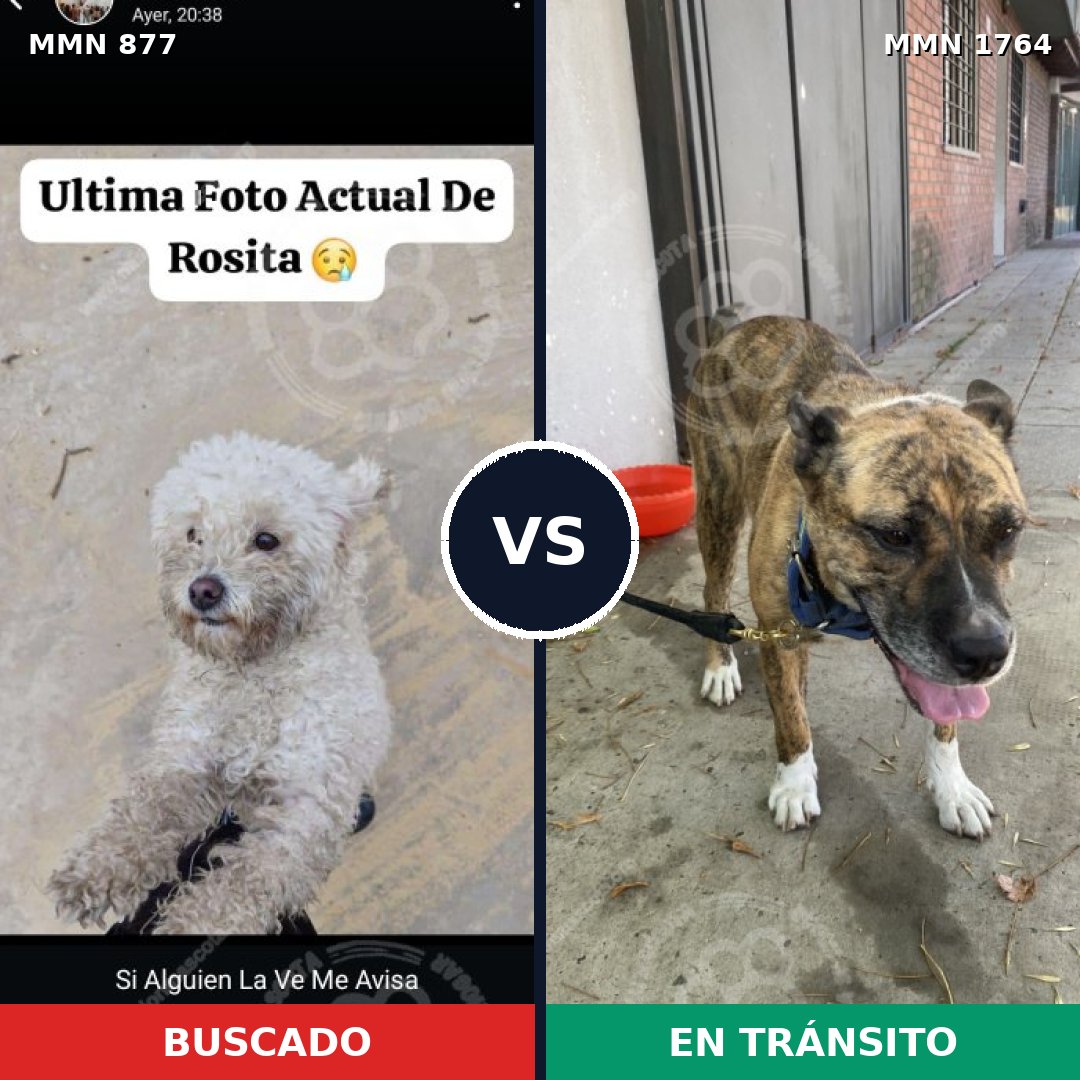 Comparativa MMS 39326: mascota perdida y mascota encontrada, 27% de similitud